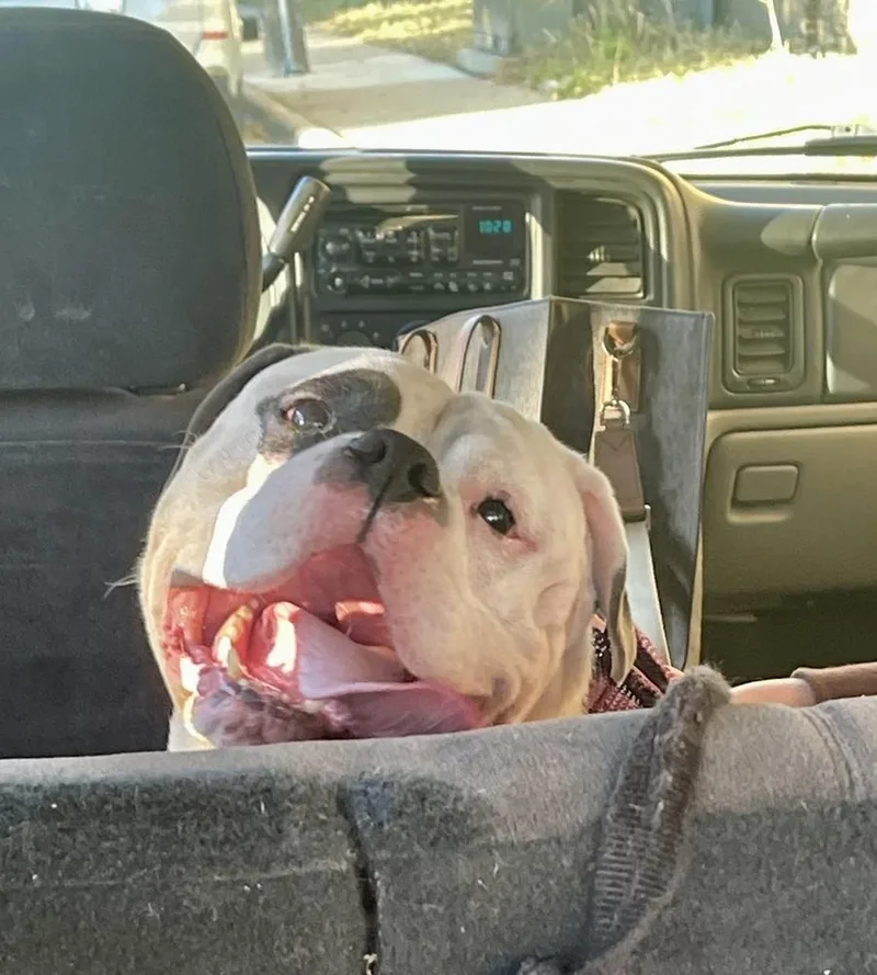 An adult medium-sized male Tricolor (Brown, Black, & White) American Bulldog dog named Staxx for adoption in La Grande, OR