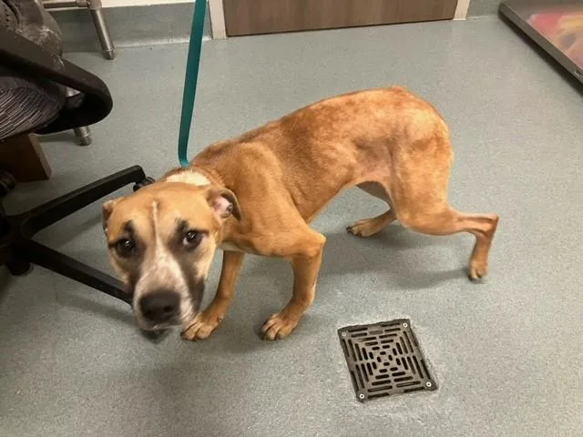 A young medium-sized female Black Mouth Cur dog named Perdita for adoption in Baytown, TX