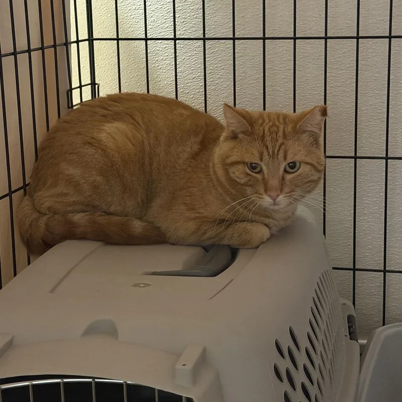 An adult medium-sized male Orange / Red Domestic Short Hair cat named Plantain for adoption in Rifle, CO