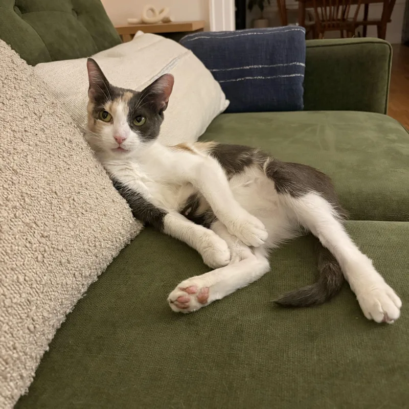 A young medium-sized female Dilute Calico Domestic Short Hair cat named Rose for adoption in BROOKLYN, NY