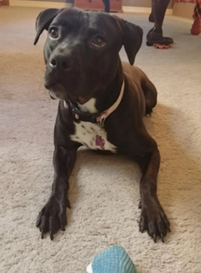 An adult medium-sized female Black Pit Bull Terrier dog named Lola for adoption in Amherst, MA