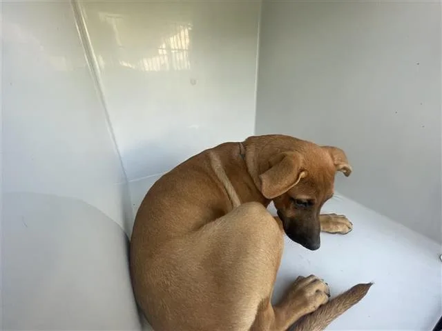 An adult medium-sized male Labrador Retriever dog named A for adoption in Houston, TX