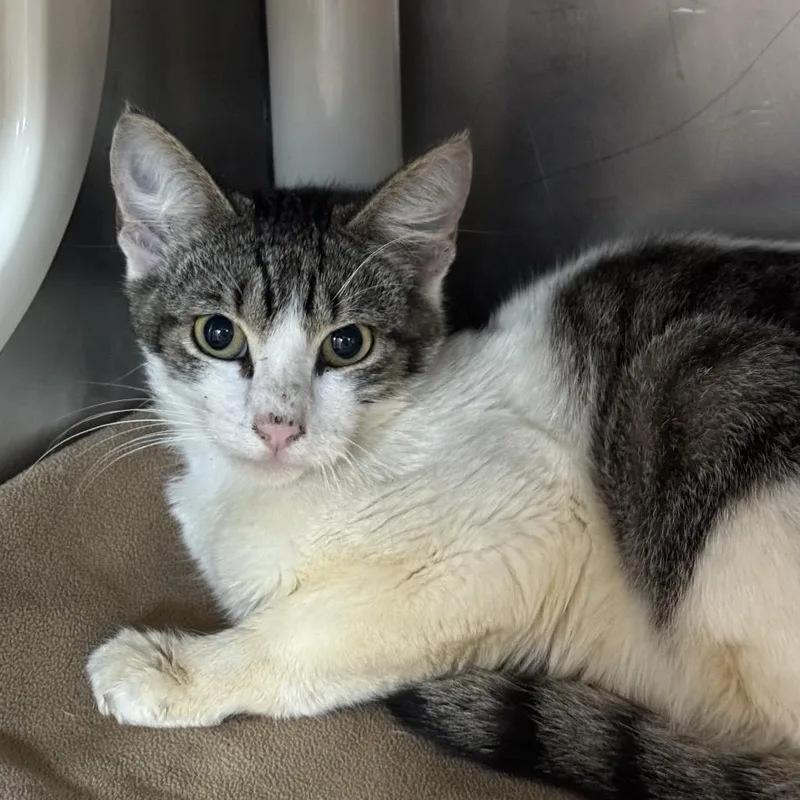 A young small-sized male Brown / Chocolate Domestic Short Hair cat named Vegan Doughnut for adoption in Austin, TX