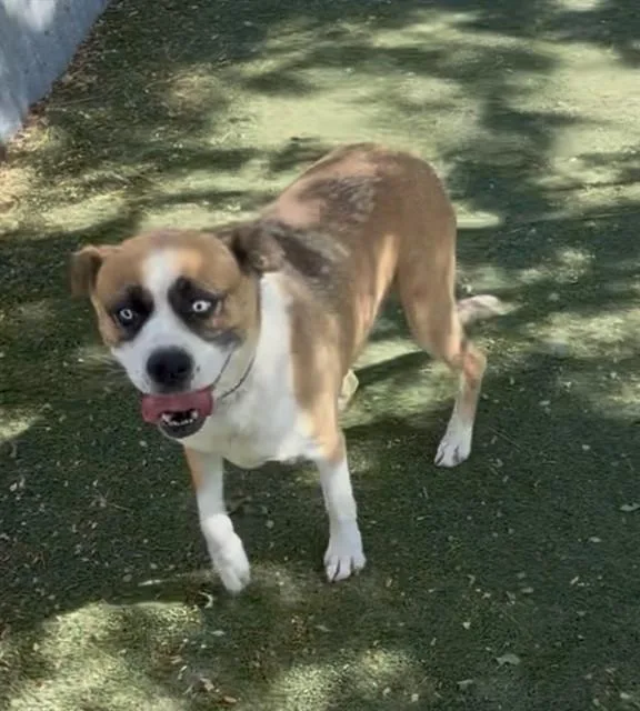 A young medium-sized female Boxer dog named Angelina for adoption in Lancaster, CA