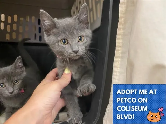 A baby small-sized female Domestic Short Hair cat named Willma for adoption in Fort Wayne, IN