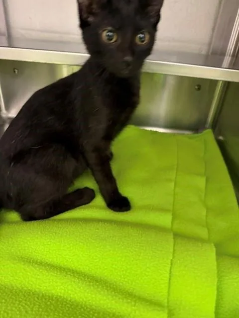 A baby small-sized male Domestic Short Hair cat named Bear for adoption in Chula Vista, CA