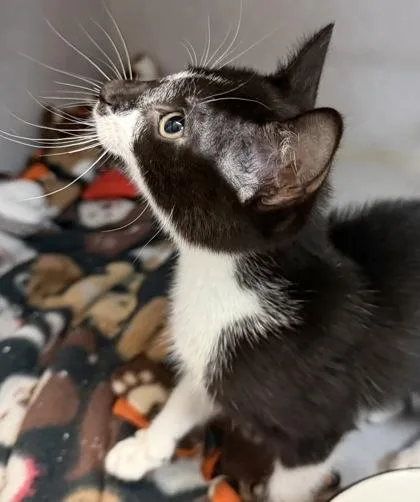 A baby small-sized male Black & White / Tuxedo Domestic Short Hair cat named Figaro for adoption in Salem, NH