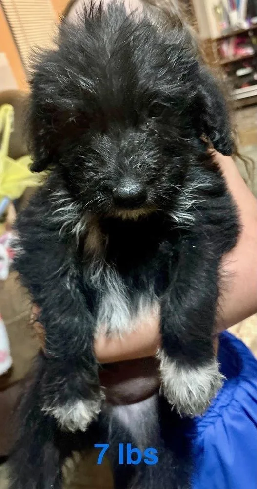 A baby large-sized male Black Labrador Retriever dog named Czarnik Finn for adoption in Broomfield, CO