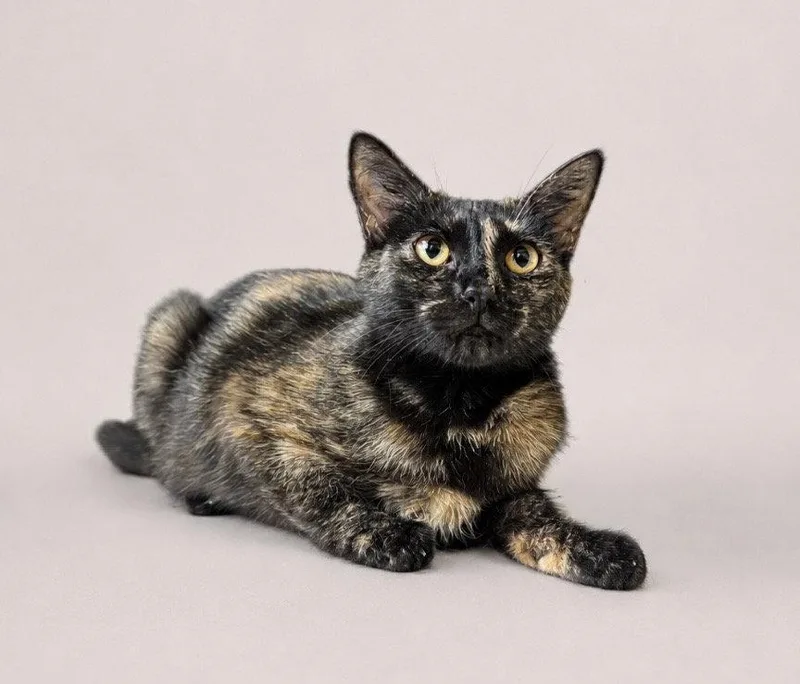 A young medium-sized female Domestic Short Hair cat named Dairy Queen for adoption in Oviedo, FL