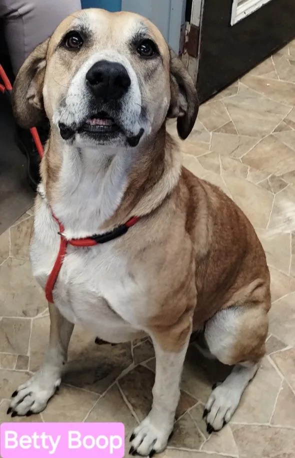 An adult large-sized female Yellow Labrador Retriever dog named Betty Boop for adoption in Mena, AR