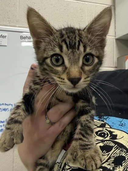 A baby small-sized male Domestic Short Hair cat named Hemmingway for adoption in Fishers, IN
