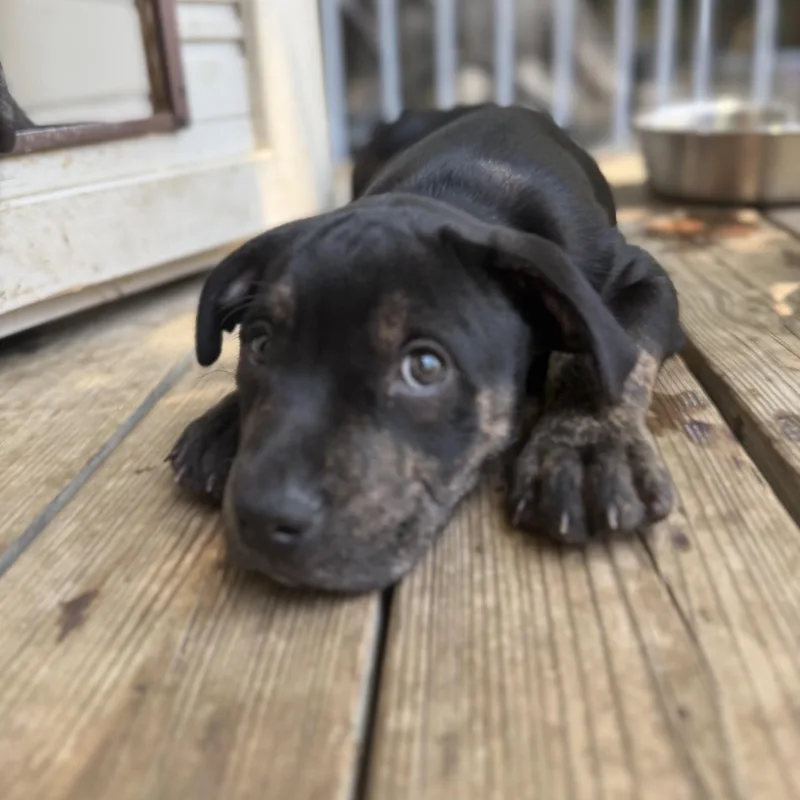 A baby medium-sized male Pit Bull Terrier dog named Bridges for adoption in Burbank, CA