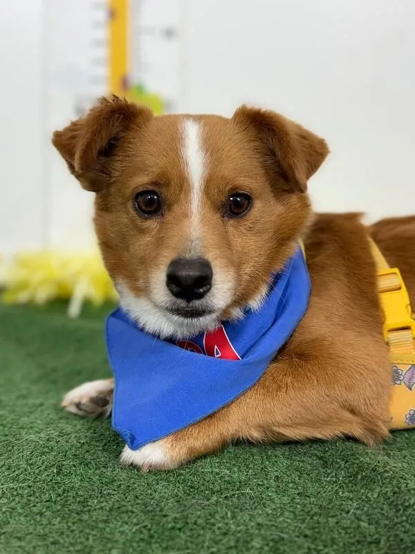 A young small-sized male Brown / Chocolate Corgi dog named Jenga for adoption in Carlsbad, CA