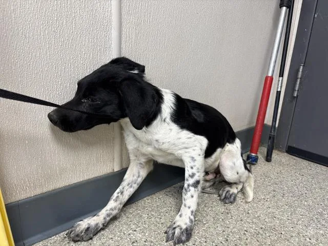 A baby small-sized male Border Collie dog named A for adoption in Visalia, CA
