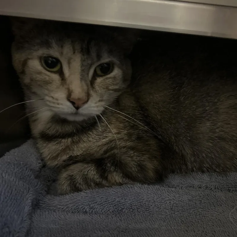 A young medium-sized female Brown / Chocolate Domestic Short Hair cat named Doodlebug for adoption in Bristol, IN