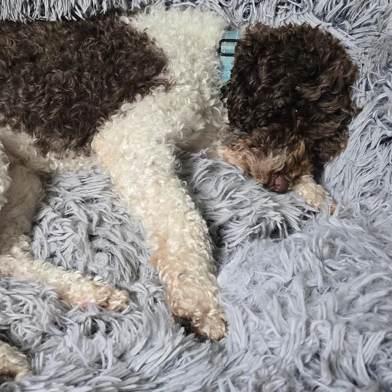Murphey