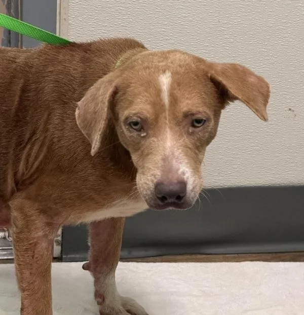 An adult medium-sized male Labrador Retriever dog named Mitchie for adoption in San Diego, CA