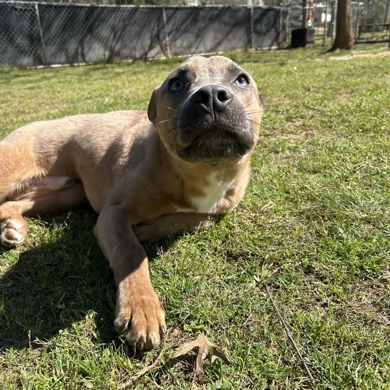 A young medium-sized male Yellow / Tan / Blond / Fawn Mixed Breed dog named Bell Pepper for adoption in Auburn, AL