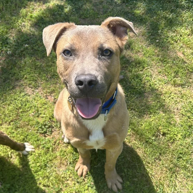 Bell Pepper thumbnail 2