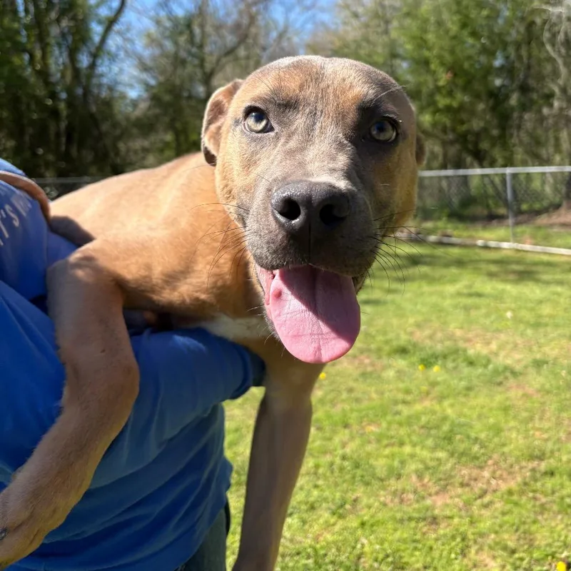 Bell Pepper thumbnail 3