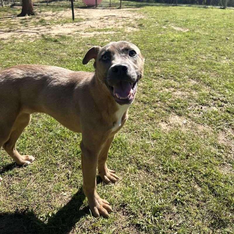 Bell Pepper thumbnail 4