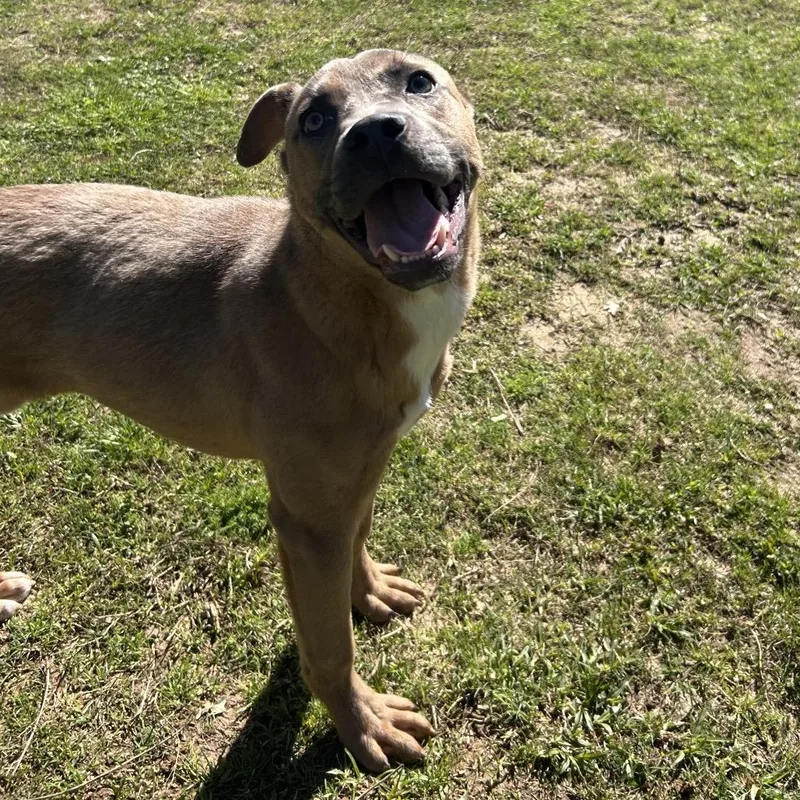 Bell Pepper thumbnail 5