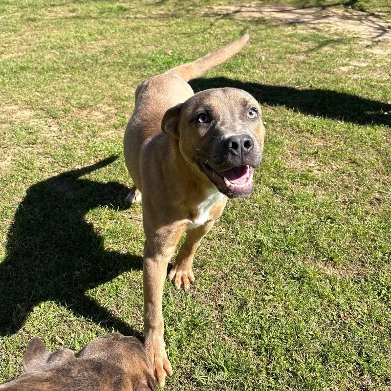 Bell Pepper thumbnail 6