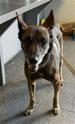 An adult large-sized female German Shepherd Dog dog named Emily for adoption in Los Angeles, CA