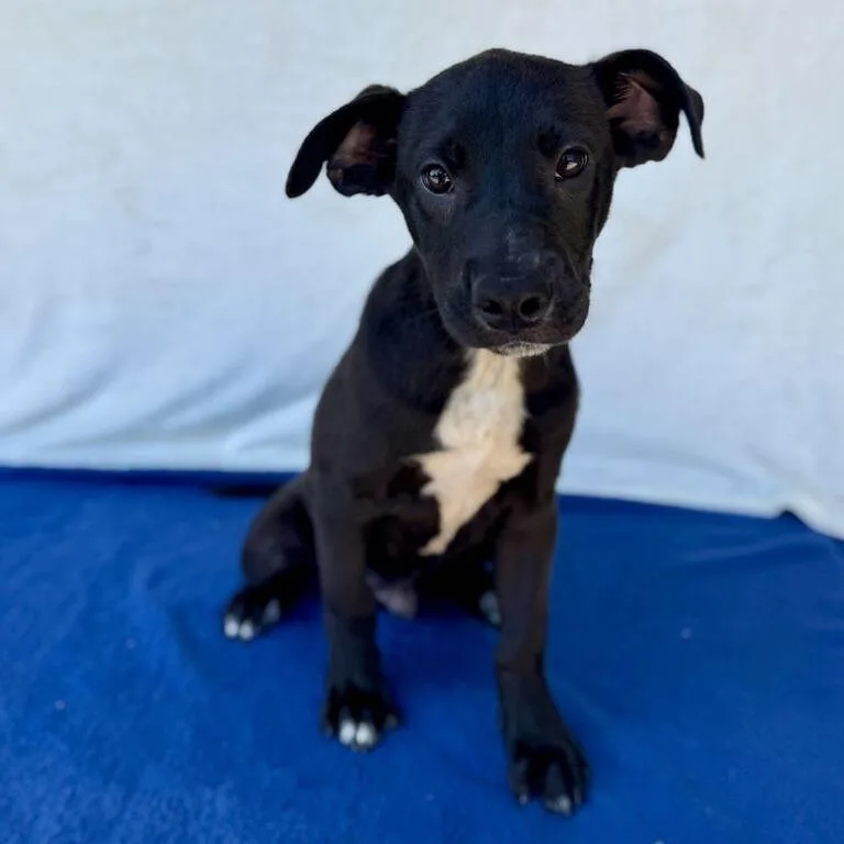 A baby small-sized male Black Labrador Retriever dog named Gnochi for adoption in Carencro, LA