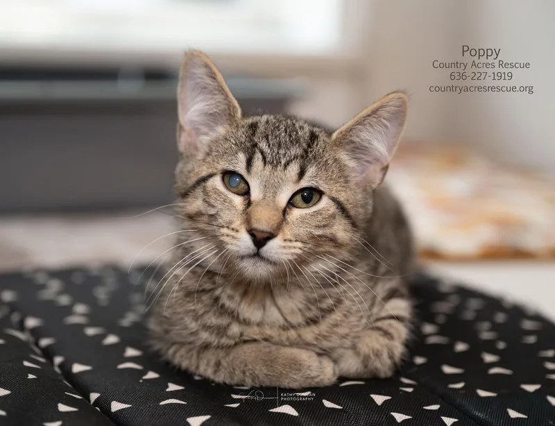 A baby medium-sized female Tabby (Brown / Chocolate) Domestic Short Hair cat named Poppy for adoption in Manchester, MO