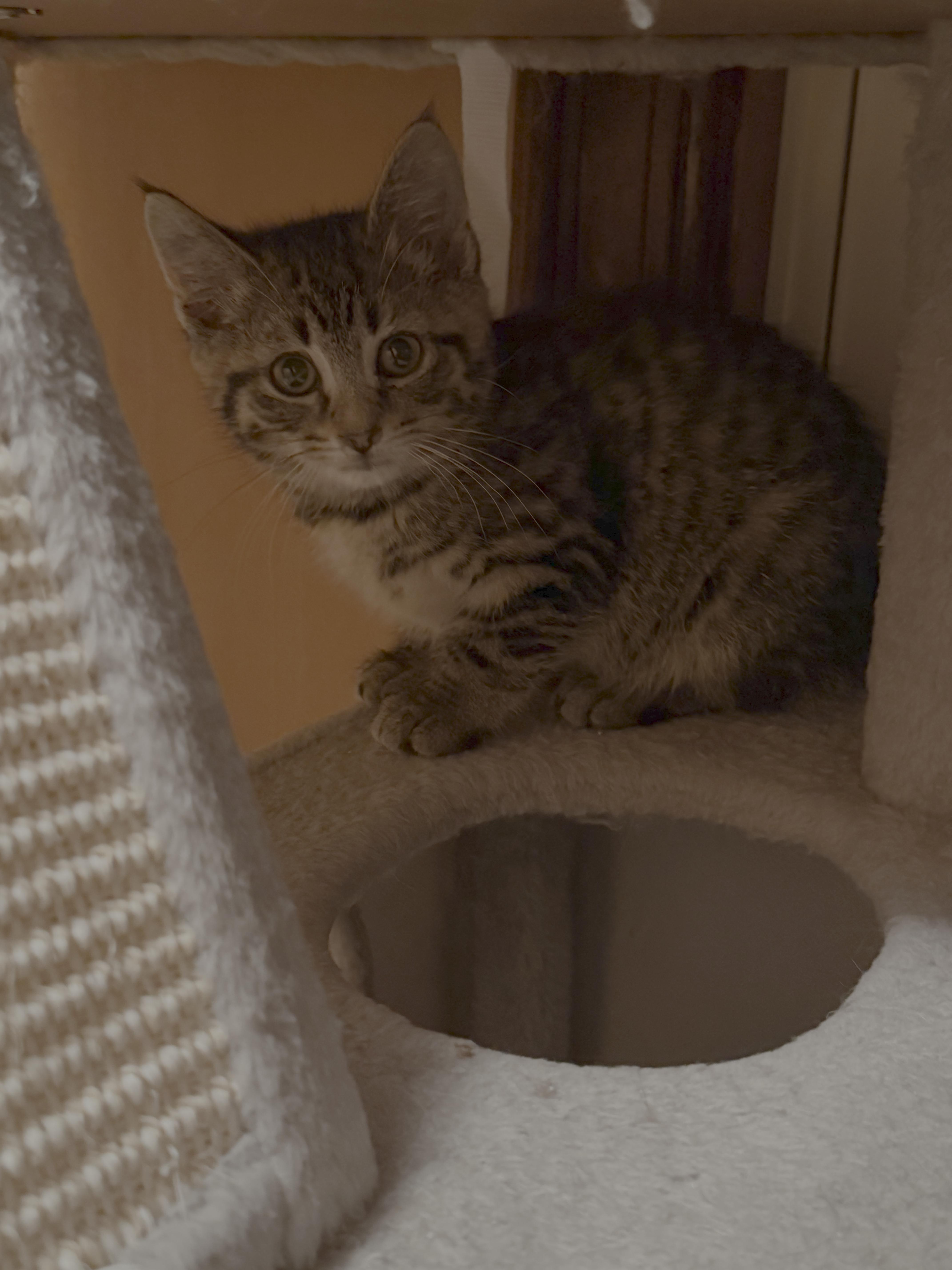 A baby small-sized male Domestic Short Hair cat named Cashew for adoption in Bethel Park, PA