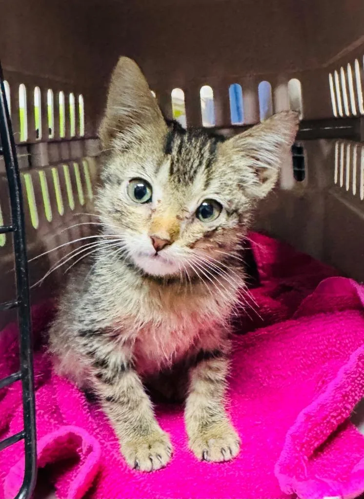 A baby small-sized female Domestic Short Hair cat named Joan Jett for adoption in Claremore, OK