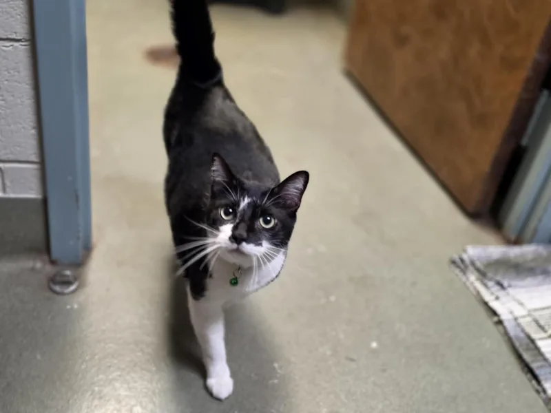An adult large-sized male Black & White / Tuxedo Domestic Short Hair cat named Robert Cattinson for adoption in Merrillville, IN