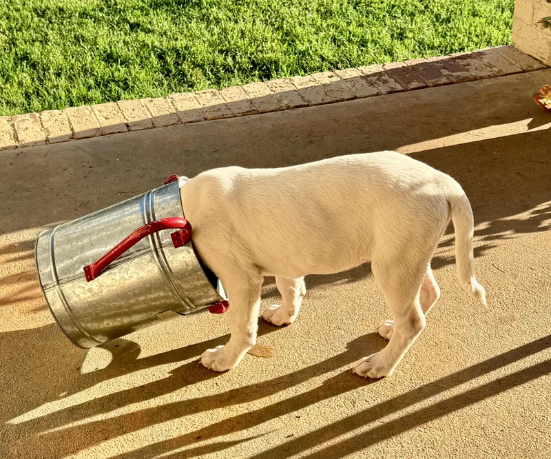 A baby medium-sized male White / Cream Labrador Retriever dog named Scout for adoption in Monroe, NC