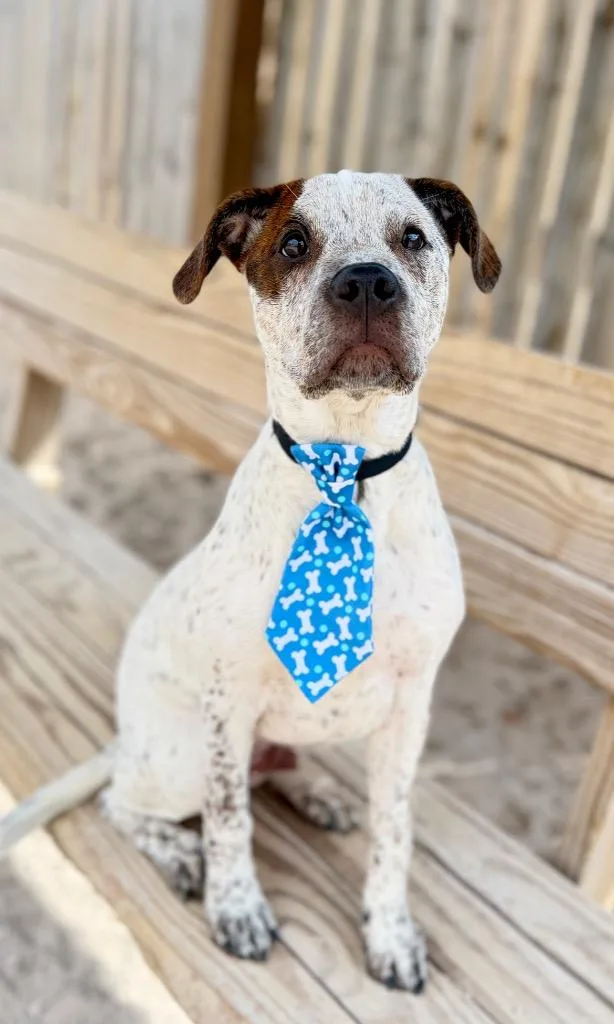 A baby medium-sized male Cattle Dog dog named Dutch for adoption in Muskegon, MI