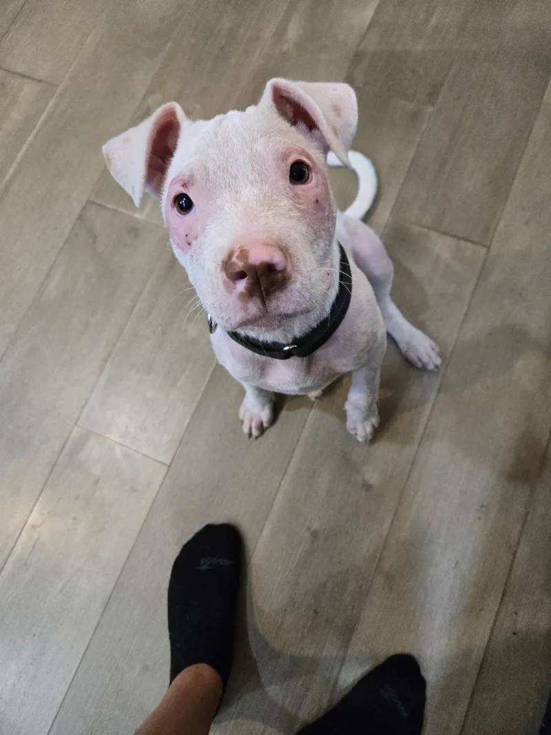A baby medium-sized male Staffordshire Bull Terrier dog named Simon for adoption in Oswego, IL