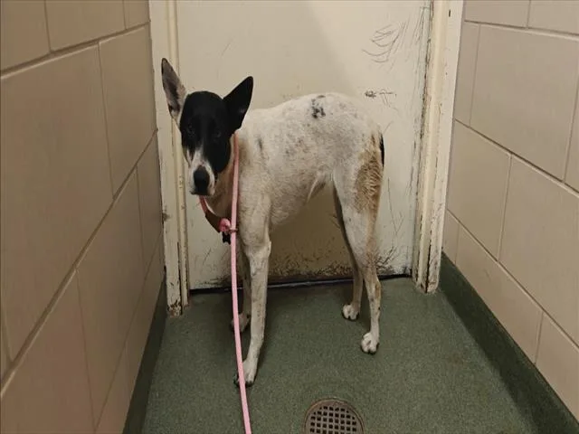 A young medium-sized female Australian Cattle Dog / Blue Heeler dog named Chica for adoption in Santa Fe, NM