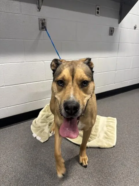 An adult large-sized male American Staffordshire Terrier dog named Oakley for adoption in Kalamazoo, MI