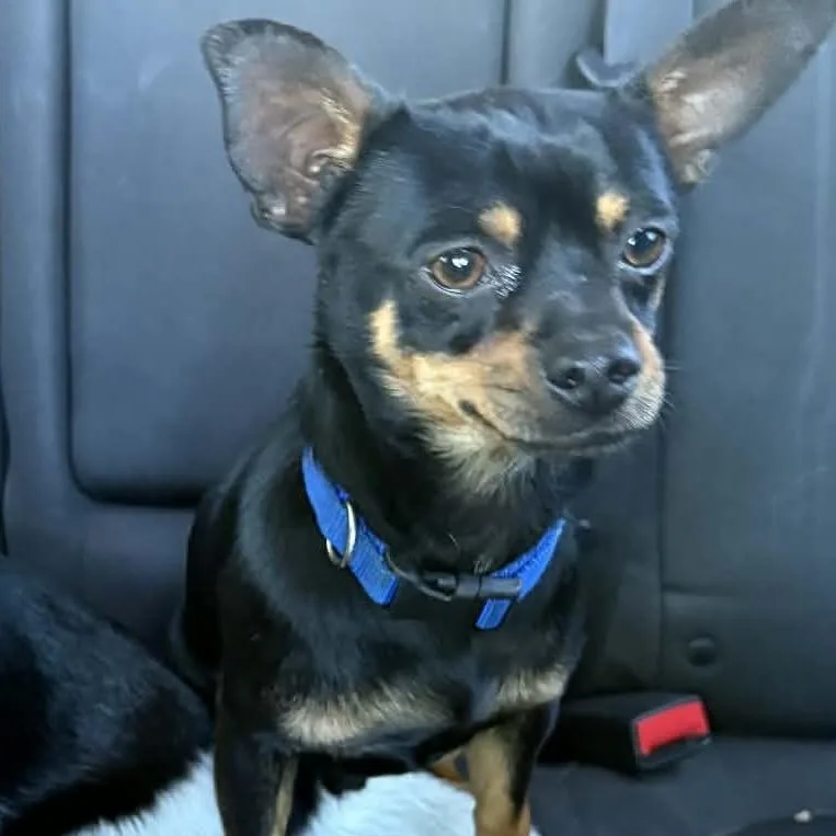 Roscoe thumbnail 2