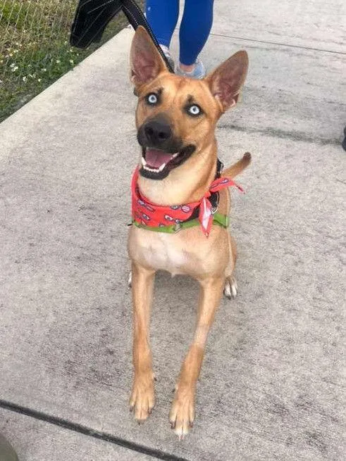 A young medium-sized male Belgian Shepherd / Malinois dog named Argos for adoption in Pompano Beach, FL