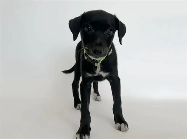 A baby small-sized female Labrador Retriever dog named Dana for adoption in Saint Louis, MO