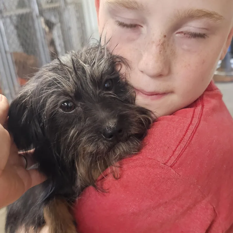 A young small-sized female Black Cairn Terrier dog named Toto for adoption in Columbia, MO