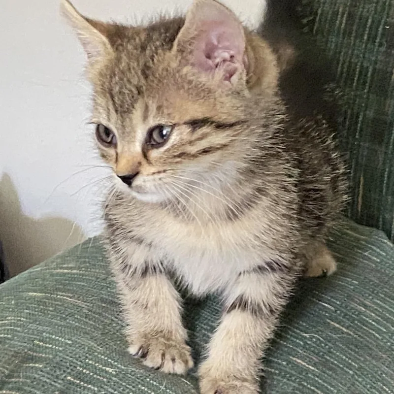 A baby small-sized female Brown / Chocolate Domestic Short Hair cat named Laura for adoption in Chattanooga, TN
