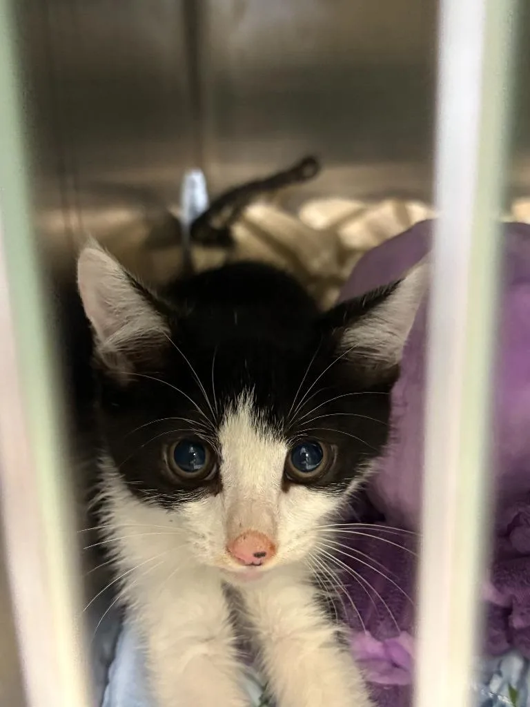 A baby medium-sized female Domestic Short Hair cat named Elle King for adoption in Athens, AL