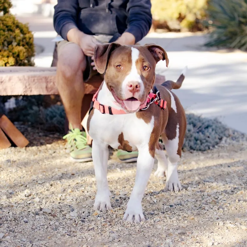 A young large-sized female Brown / Chocolate Pit Bull Terrier dog named Roo for adoption in Albuquerque, NM