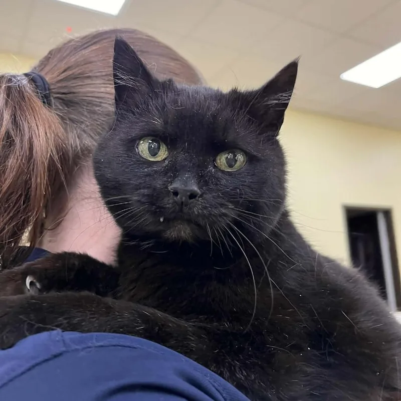A senior medium-sized female Black Domestic Short Hair cat named Milena for adoption in Lyndhurst, VA