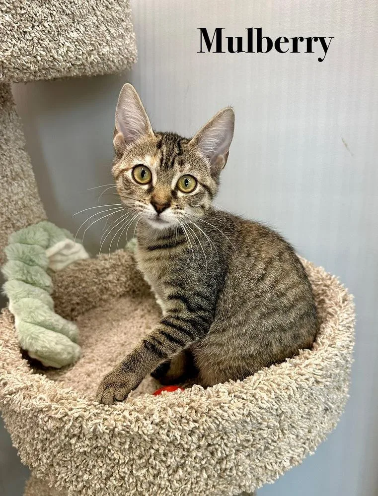 Marvelous Mulberry thumbnail 2