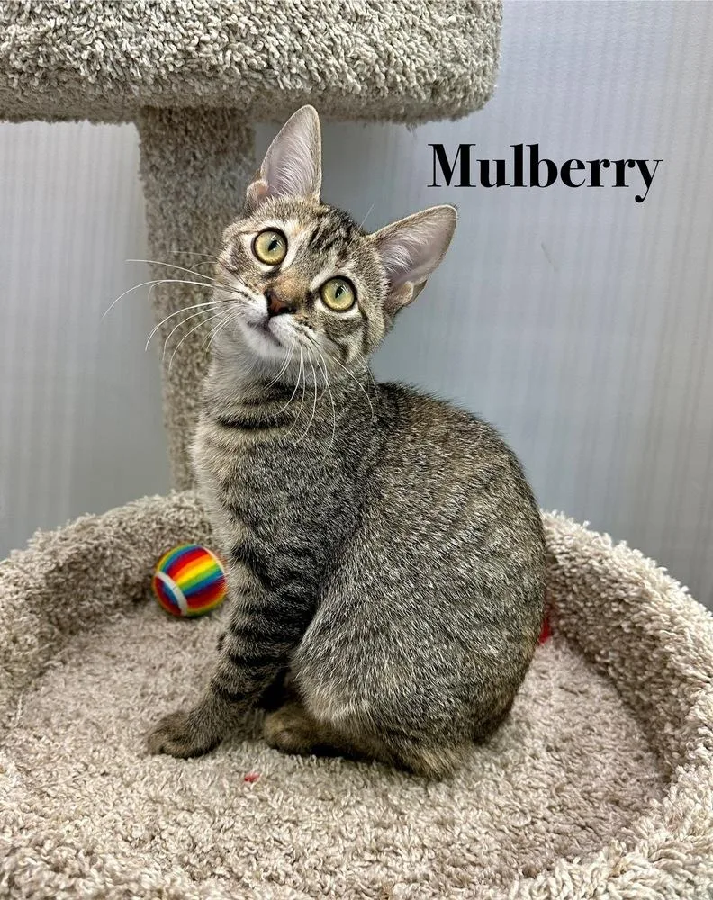 Marvelous Mulberry thumbnail 3