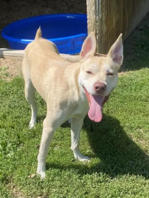 A young medium-sized female Pit Bull Terrier dog named Capris for adoption in Clinton Township, MI