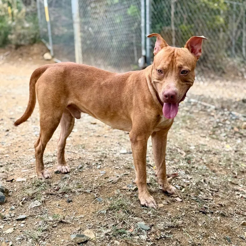 An adult medium-sized male Mountain Cur dog named Chico for adoption in Northbrook, IL